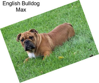 English Bulldog Max