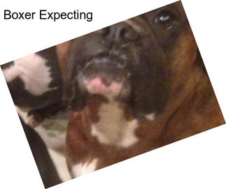 Boxer Expecting