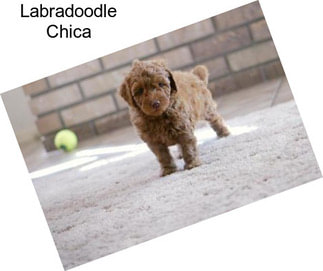 Labradoodle Chica