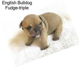 English Bulldog Fudge-triple