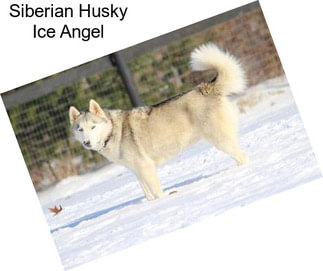 Siberian Husky Ice Angel