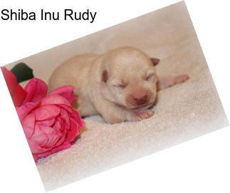 Shiba Inu Rudy