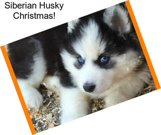 Siberian Husky Christmas!