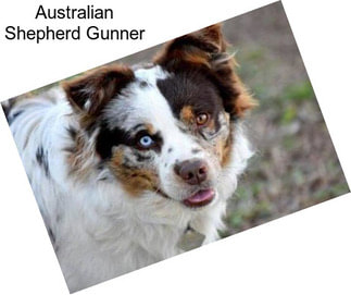 Australian Shepherd Gunner