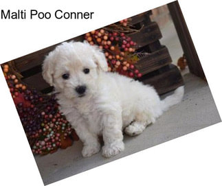 Malti Poo Conner