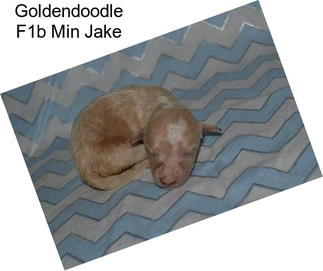 Goldendoodle F1b Min Jake