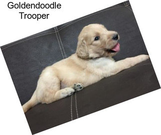 Goldendoodle Trooper