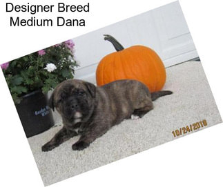 Designer Breed Medium Dana