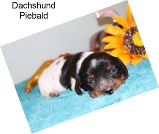 Dachshund Piebald