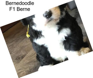 Bernedoodle F1 Berne