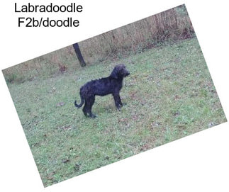 Labradoodle F2b/doodle