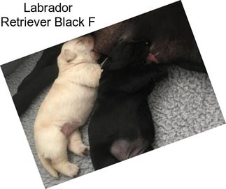 Labrador Retriever Black F