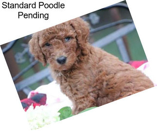 Standard Poodle Pending