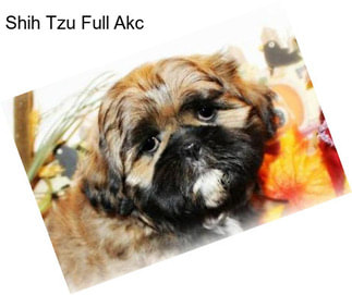 Shih Tzu Full Akc