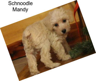 Schnoodle Mandy