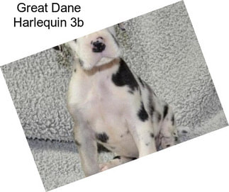 Great Dane Harlequin 3b