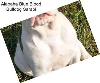 Alapaha Blue Blood Bulldog Sarabi