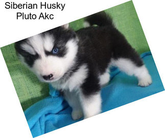 Siberian Husky Pluto Akc