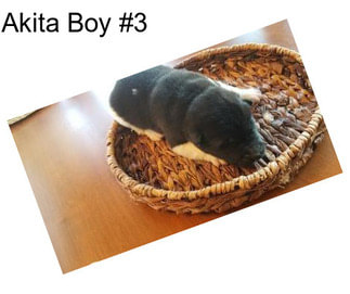 Akita Boy #3