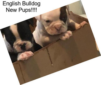 English Bulldog New Pups!!!!