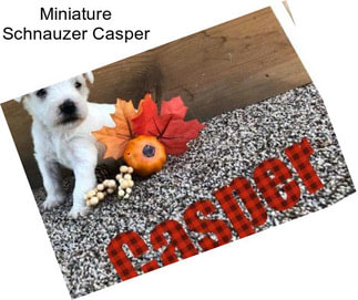 Miniature Schnauzer Casper