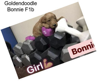 Goldendoodle Bonnie F1b