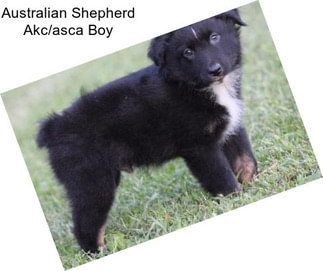 Australian Shepherd Akc/asca Boy