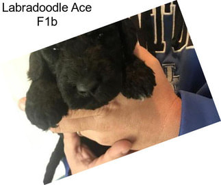 Labradoodle Ace F1b