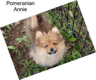 Pomeranian Annie