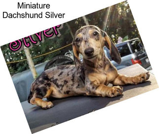 Miniature Dachshund Silver