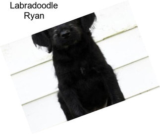 Labradoodle Ryan