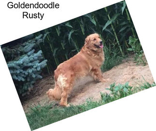 Goldendoodle Rusty