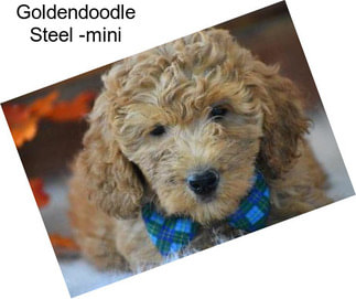 Goldendoodle Steel -mini