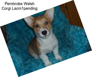 Pembroke Welsh Corgi Lacm1pending