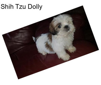 Shih Tzu Dolly