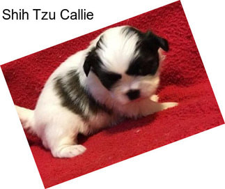 Shih Tzu Callie