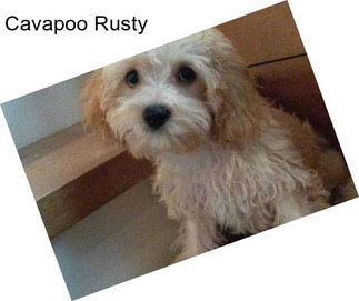 Cavapoo Rusty