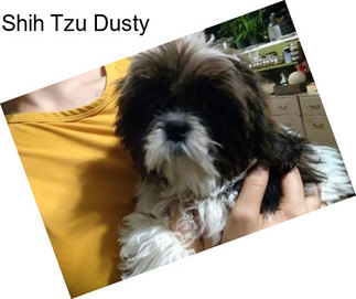 Shih Tzu Dusty