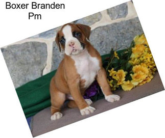 Boxer Branden Pm