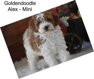 Goldendoodle Alex - Mini