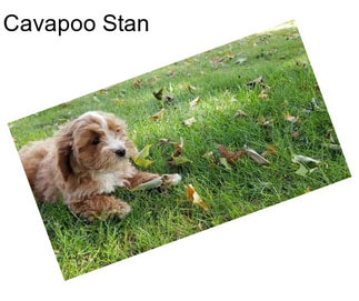 Cavapoo Stan