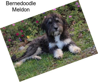 Bernedoodle Meldon