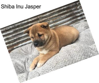 Shiba Inu Jasper