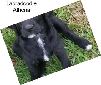 Labradoodle Athena