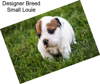 Designer Breed Small Louie