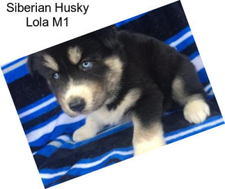 Siberian Husky Lola M1