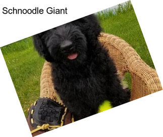 Schnoodle Giant