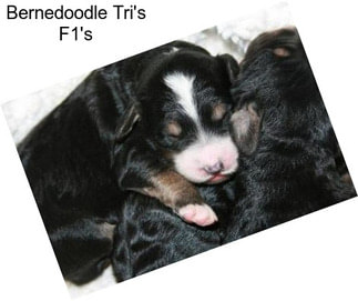 Bernedoodle Tri\'s F1\'s