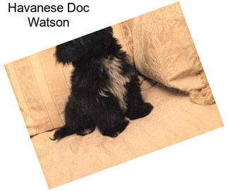 Havanese Doc Watson