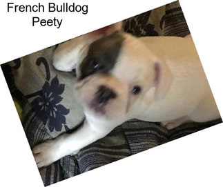 French Bulldog Peety